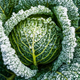 Image for article titled Plant These Veggies to Create a Winter Garden